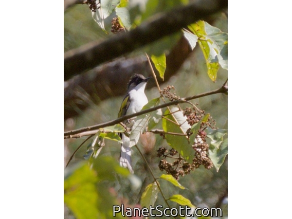 Ashy Bulbul (Hemixos flavala)