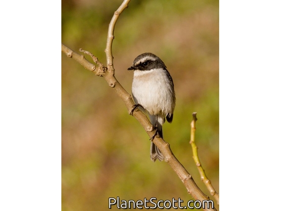 Gray Bushchat (Saxicola ferreus) - Male