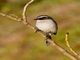 Gray Bushchat (Saxicola ferreus) - Male