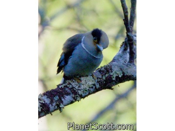 Silver-breasted Broadbill (Serilophus lunatus)