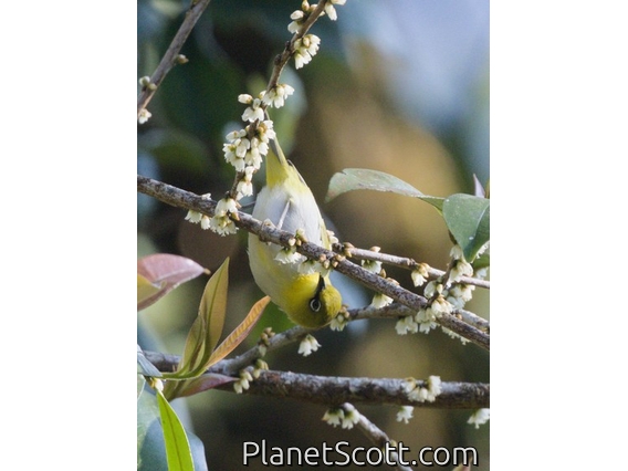 Swinhoe's White-eye (Zosterops simplex)