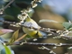 Swinhoe's White-eye (Zosterops simplex)