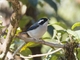 White-browed Shrike-Babbler (Pteruthius aeralatus)