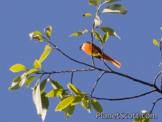 Gray-chinned Minivet (Pericrocotus solaris)