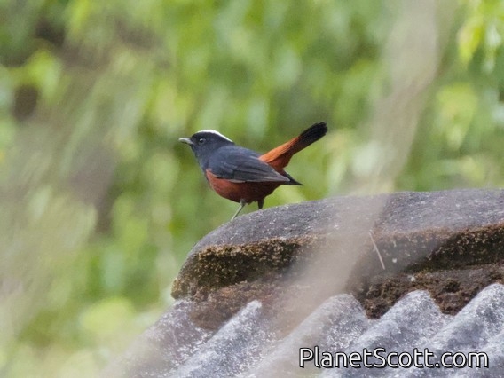 White-capped Redstart (Phoenicurus leucocephalus)