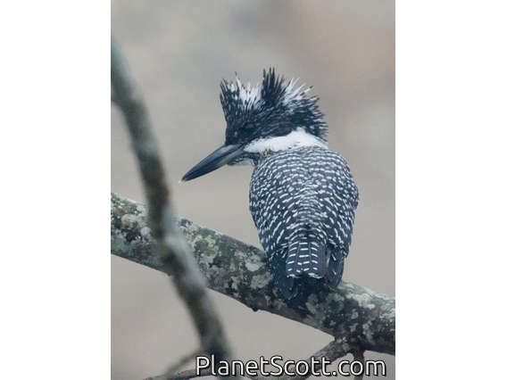 Crested Kingfisher (Megaceryle lugubris)