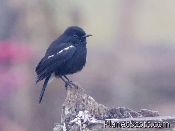 Pied Bushchat (Saxicola caprata)