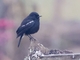 Pied Bushchat (Saxicola caprata)