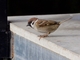 Eurasian Tree Sparrow (Passer montanus) - Male