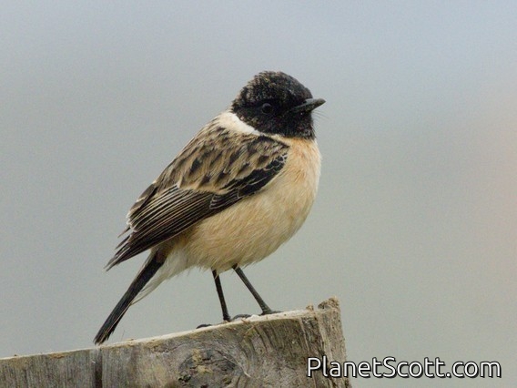 Amur Stonechat (Saxicola stejnegeri) - Male