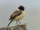 Amur Stonechat (Saxicola stejnegeri) - Male