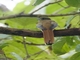 Orange-breasted Trogon (Harpactes oreskios)