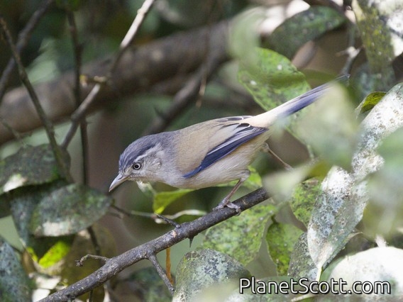 Blue-winged Minla (Actinodura cyanouroptera)