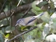 Blue-winged Minla (Actinodura cyanouroptera)