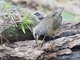 Eyebrowed Thrush (Turdus obscurus)