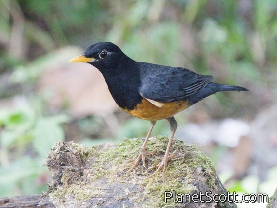 Black-breasted Thrush (Turdus dissimilis) - Male