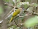 Mountain Bulbul (Ixos mcclellandii)