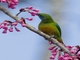 Orange-bellied Leafbird (Chloropsis hardwickii) - Female