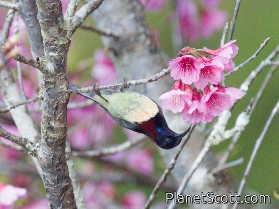 Black-throated Sunbird (Aethopyga saturata)