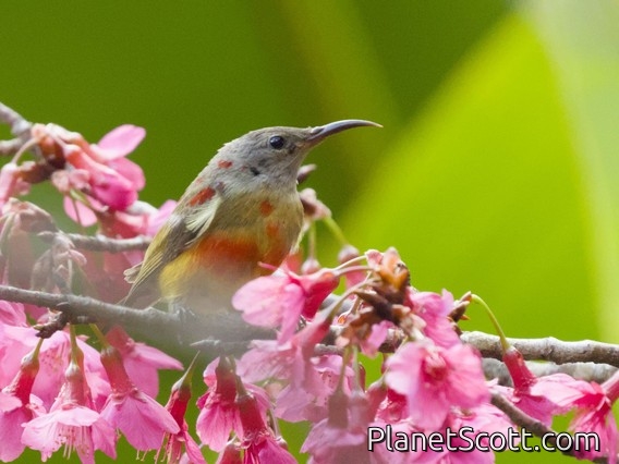 Mrs. Gould's Sunbird (Aethopyga gouldiae)
