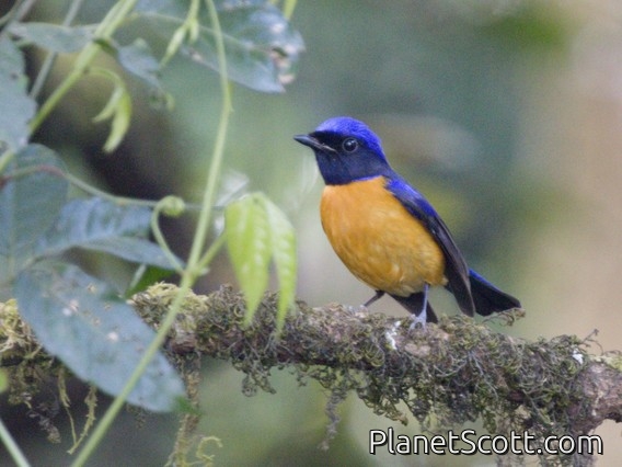 Rufous-bellied Niltava (Niltava sundara)