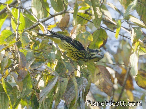 Spot-winged Grosbeak (Mycerobas melanozanthos)
