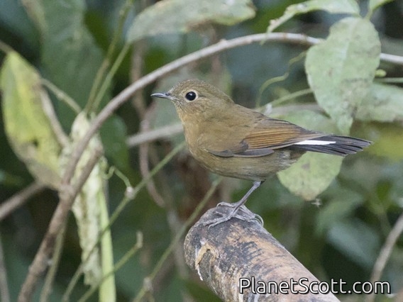 White-tailed Robin (Myiomela leucura) - Female
