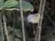 Yunnan Fulvetta (Alcippe fratercula)