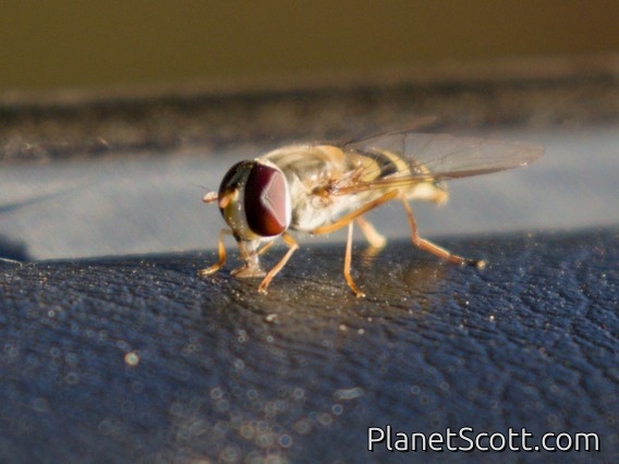 Hover Fly (Syrphidae sp)