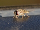 Hover Fly (Syrphidae sp)