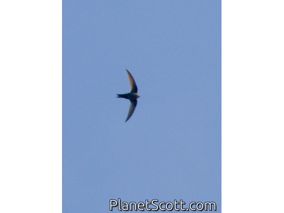 Cook's Swift (Apus cooki)