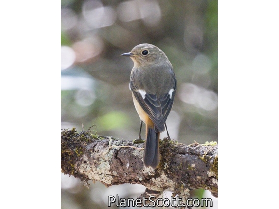 Daurian Redstart (Phoenicurus auroreus)
