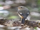 Daurian Redstart (Phoenicurus auroreus)