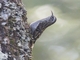 Hume's Treecreeper (Certhia manipurensis)