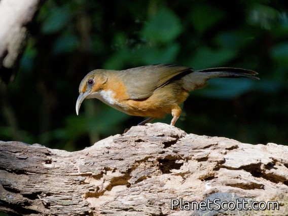 Red-eyed Scimitar-Babbler (Erythrogenys imberbis)