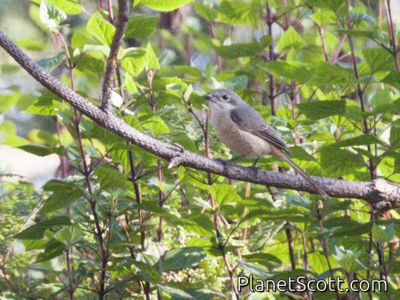 Gray-backed Shrike (Lanius tephronotus)