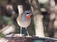 Siberian Rubythroat (Luscinia calliope)