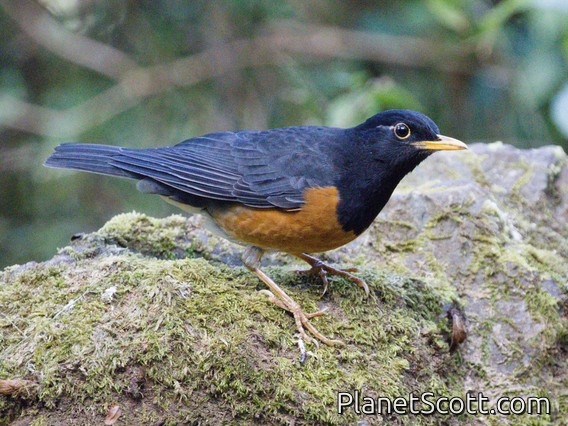 Black-breasted Thrush (Turdus dissimilis)