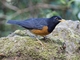 Black-breasted Thrush (Turdus dissimilis)
