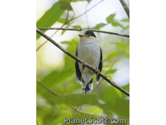 Silver-breasted Broadbill (Serilophus lunatus)