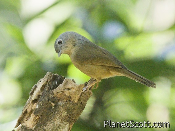 Yunnan Fulvetta (Alcippe fratercula)