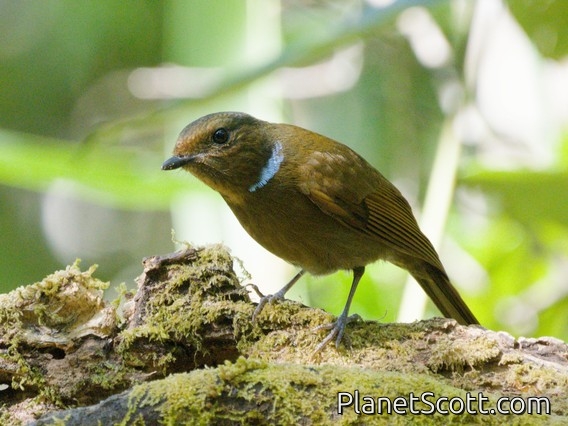 Large Niltava (Niltava grandis) - Female