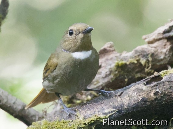 Rufous-bellied Niltava (Niltava sundara) - Female