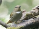 Rufous-bellied Niltava (Niltava sundara) - Female