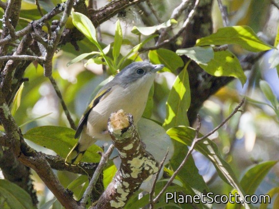 White-browed Shrike-Babbler (Pteruthius aeralatus) - Female