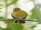Hill Blue Flycatcher (Cyornis whitei)