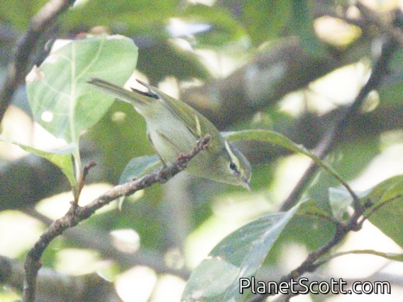 Davison's Leaf Warbler (Phylloscopus davisoni)