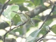 Davison's Leaf Warbler (Phylloscopus davisoni)