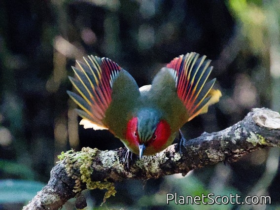 Scarlet-faced Liocichla (Liocichla ripponi)