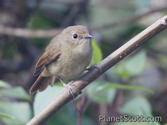 Slaty-blue Flycatcher (Ficedula tricolor) - Female